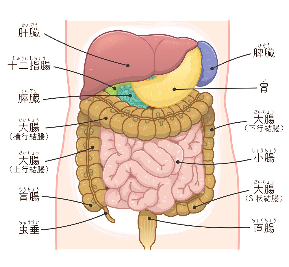 胃カメラ（胃内視鏡検査）検査とは