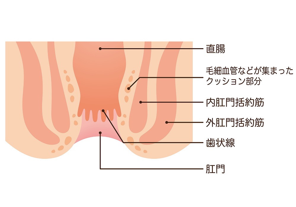 歯状線