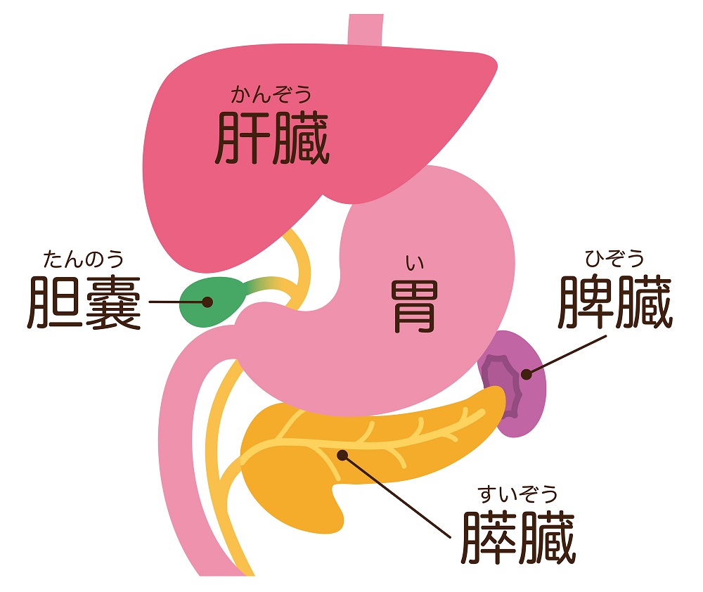 胆のう　胆道